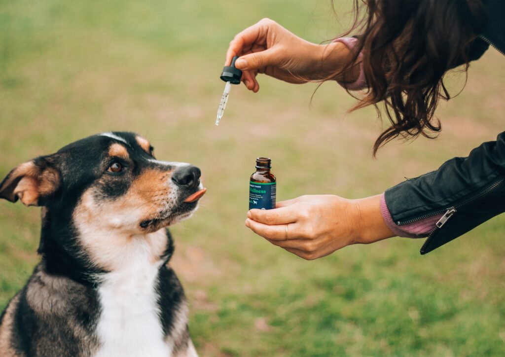 Bacon Flavored CBD For Dogs